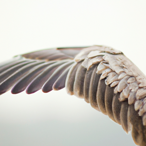 A close-up photograph of a goose's wing showing its strong muscles.